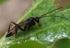 Cryptinae inconnu